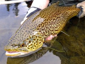 arkansas-trout-fishing