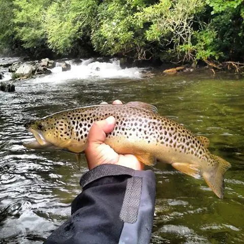 creek-fishing1