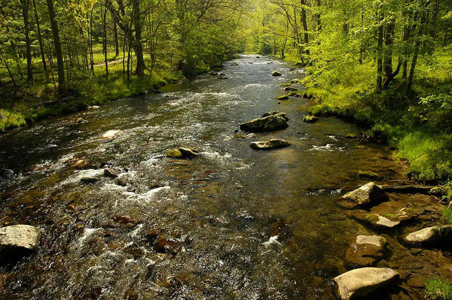 creek-fishing3