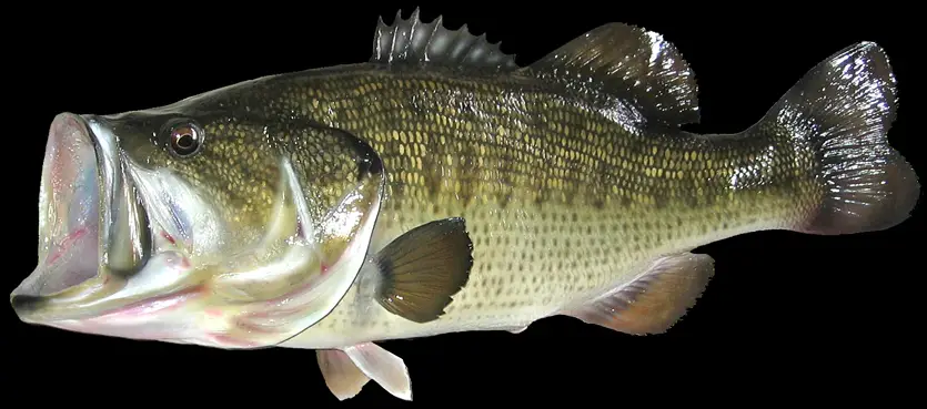 largemouth-bass