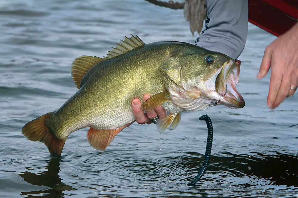 largemouth-bass4