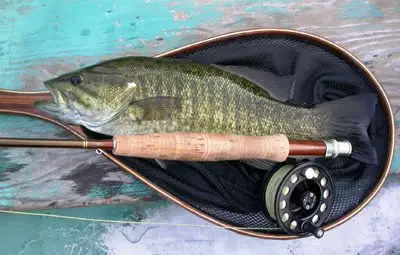 largemouth-bass5