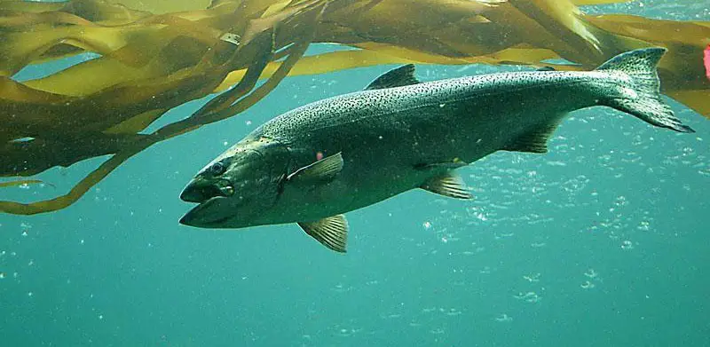 Chinook salmon. Credit: NOAA.