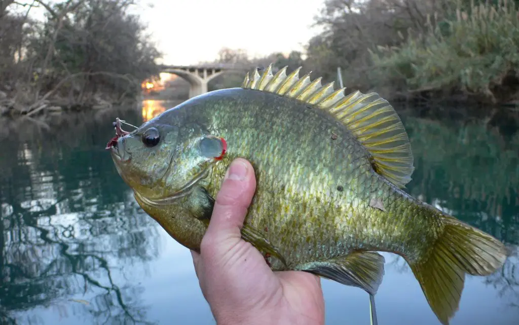 redear-sunfish-fishing