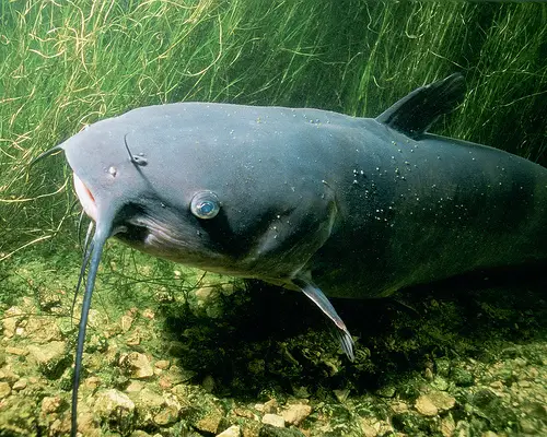 channel-catfish1