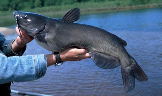 channel-catfish2