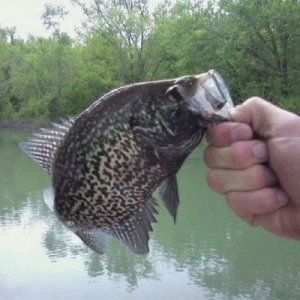 crappie-fishing-methods-2_1