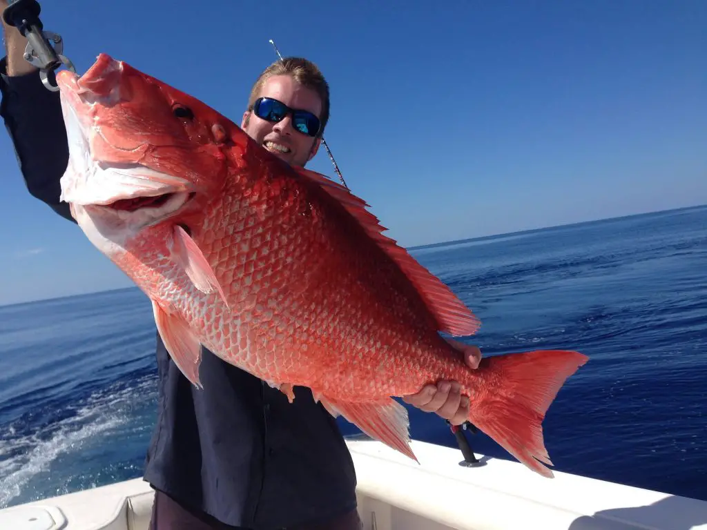 red snapper season florida