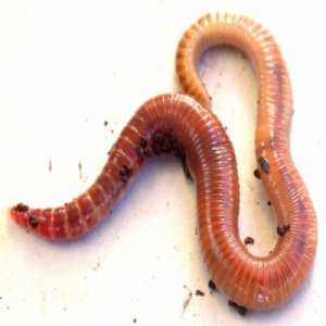 redworm400x400