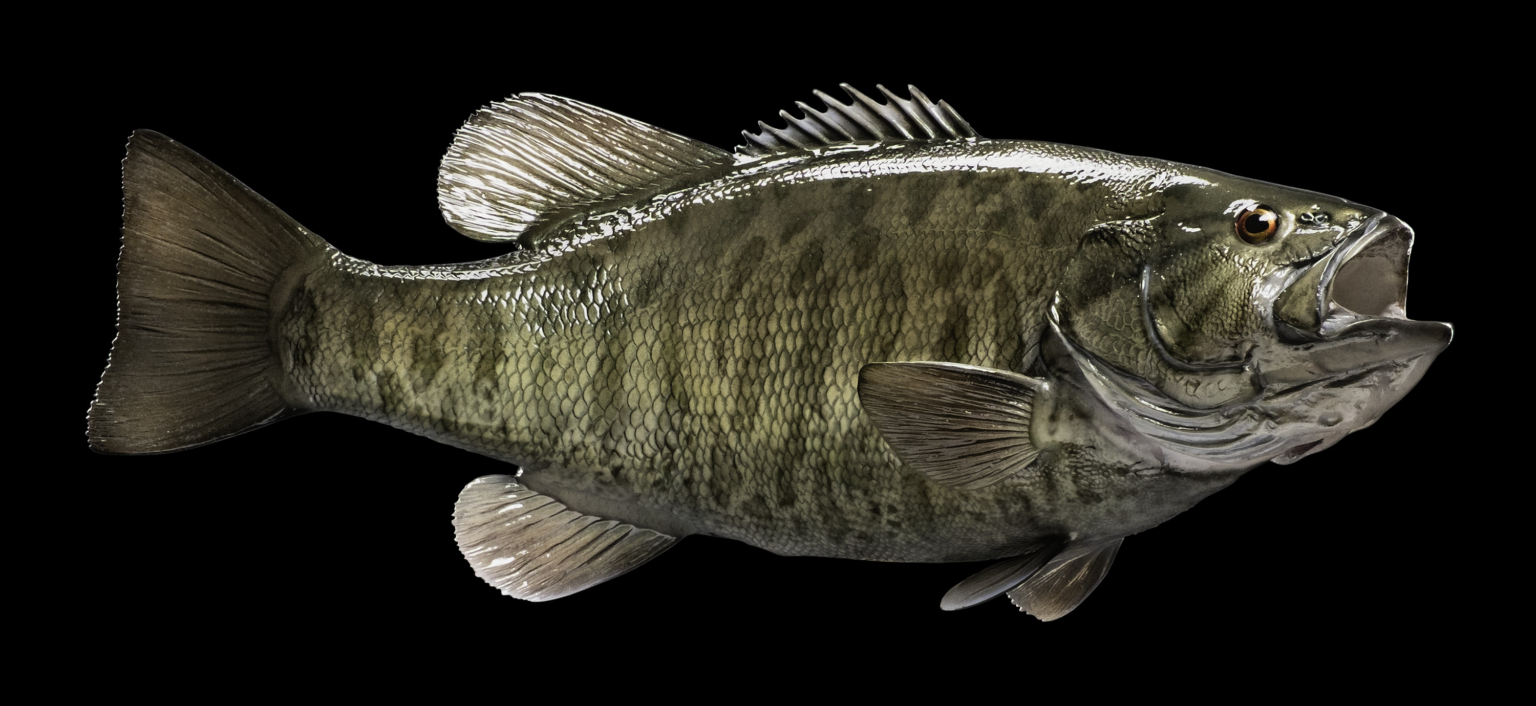 smallmouth-bass