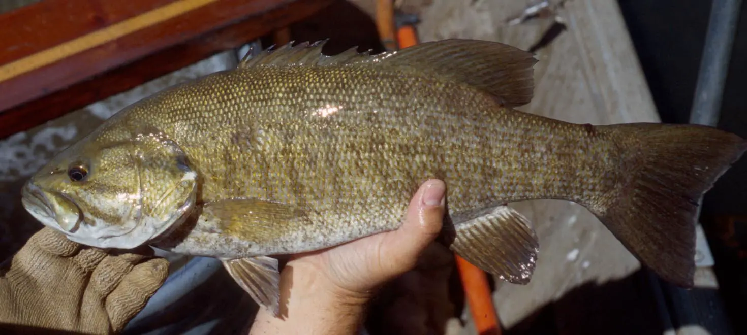 smallmouth-bass1