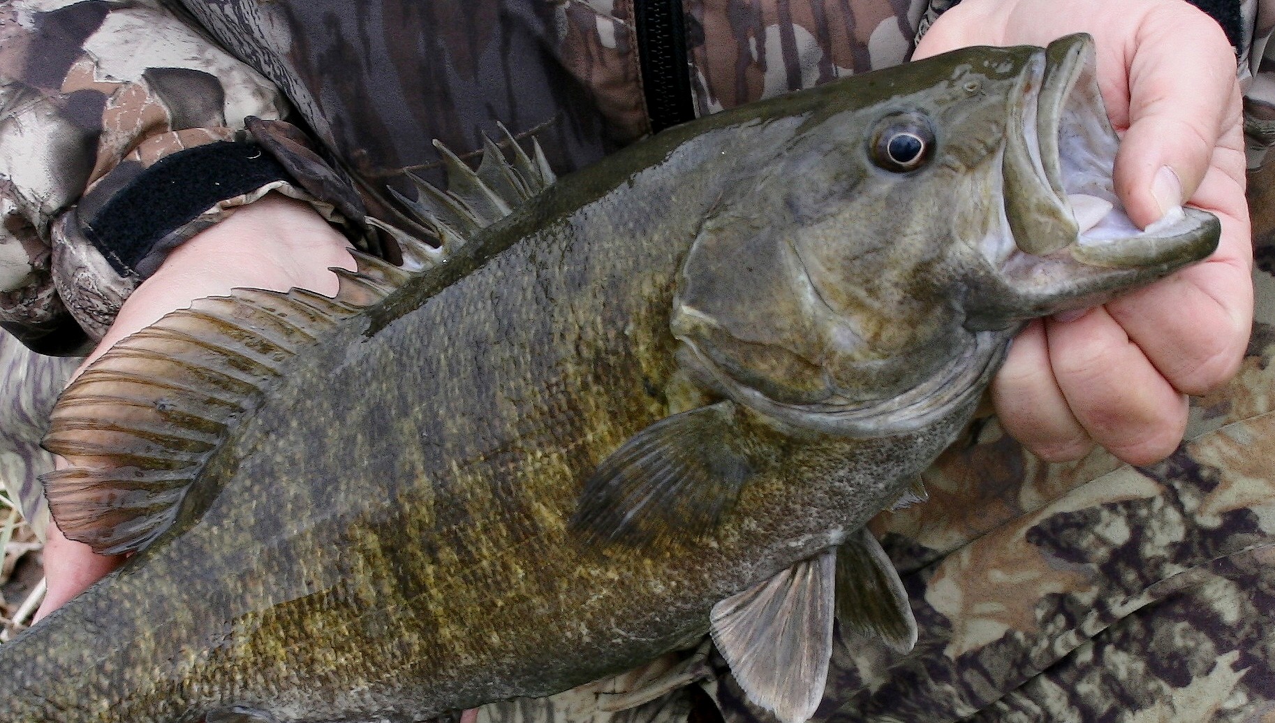 smallmouth-bass2