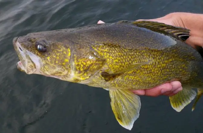 walleye1