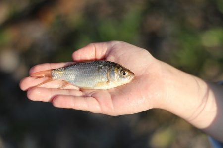Catch and Release Tips