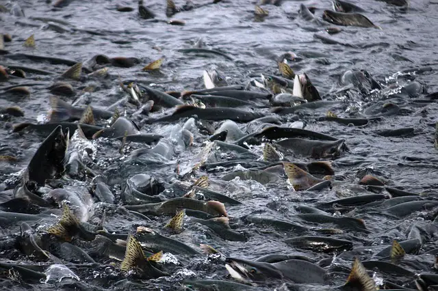 Catching Alaskan Sockeye Salmon