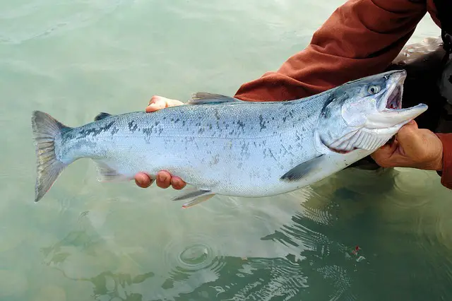 Catching Alaskan Sockeye Salmon