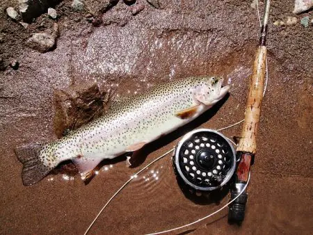 Winter Trout Fishing