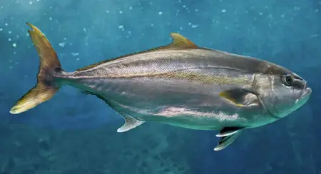 Amberjack in April