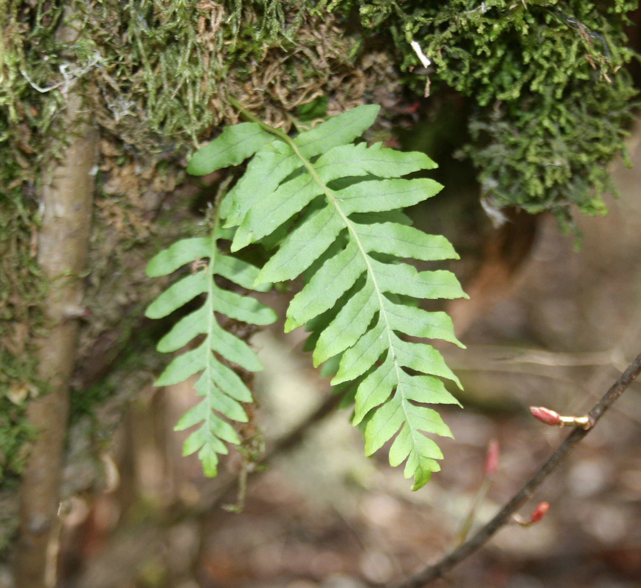 10 Edibles For Spring Pacific Northwest