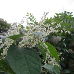 fallopia-japonica_Japanese Knotweed_GearWeAre