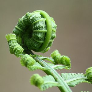 Best fiddlehead recipes_GearWeAre