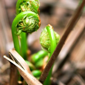 Best fiddlehead recipes_GearWeAre