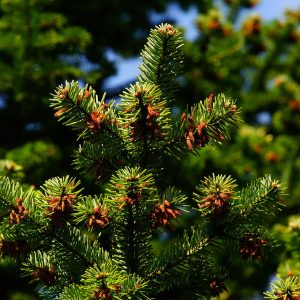 pine needles_Wild edibles_GearWeAre
