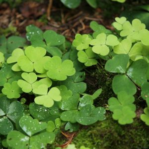 wood-sorrel_Wild edibles_GearWeAre