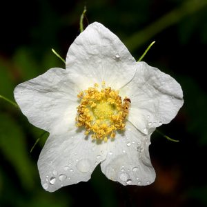 Thimbleberry_flower_10 Spring Herbal Tea Plants of the Pacific Northwest-gearweare 