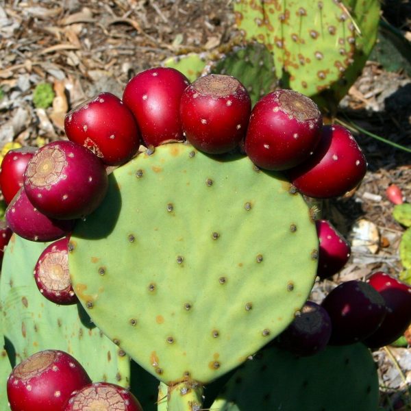 Here Are A Few Of The Best Prickly Pear Recipes | Gearweare.net