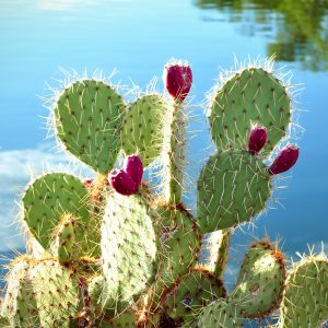 best-prickly-pear-recipes-gearweare