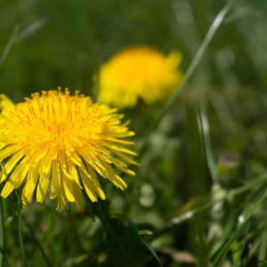 dandelion-843682_1920-10 Spring Herbal Tea Plants of the Pacific Northwest-gearweare