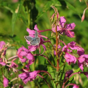 fireweed-283330_1920-leaf-10 Spring Herbal Tea Plants of the Pacific Northwest-gearweare