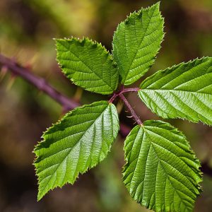 foliage-blackberry-leaves-10 Spring Herbal Tea Plants of the Pacific Northwest-gearweare