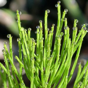 horsetail-123013_1920-10 Spring Herbal Tea Plants of the Pacific Northwest-gearweare