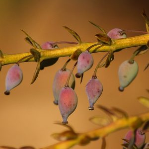 oregon-grape-holly-94364_1920-10 Spring Herbal Tea Plants of the Pacific Northwest-gearweare