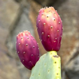 best-prickly-pear-recipes-gearweare