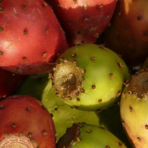 best-prickly-pear-recipes-gearweare