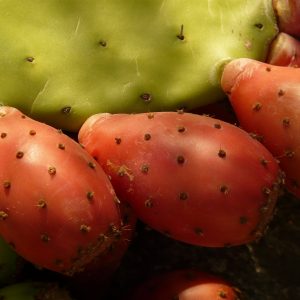 best-prickly-pear-recipes-gearweare