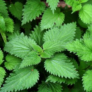 stinging-nettles-10 Spring Herbal Tea Plants of the Pacific Northwest-gearweare