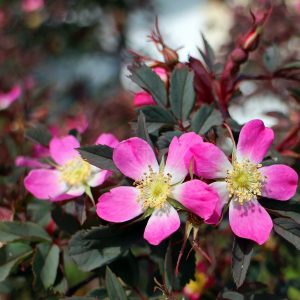 wild-rose-359531_1920-10 Spring Herbal Tea Plants of the Pacific Northwest-gearweare
