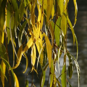 willow-leaves-10711_1920-10 Spring Herbal Tea Plants of the Pacific Northwest-gearweare