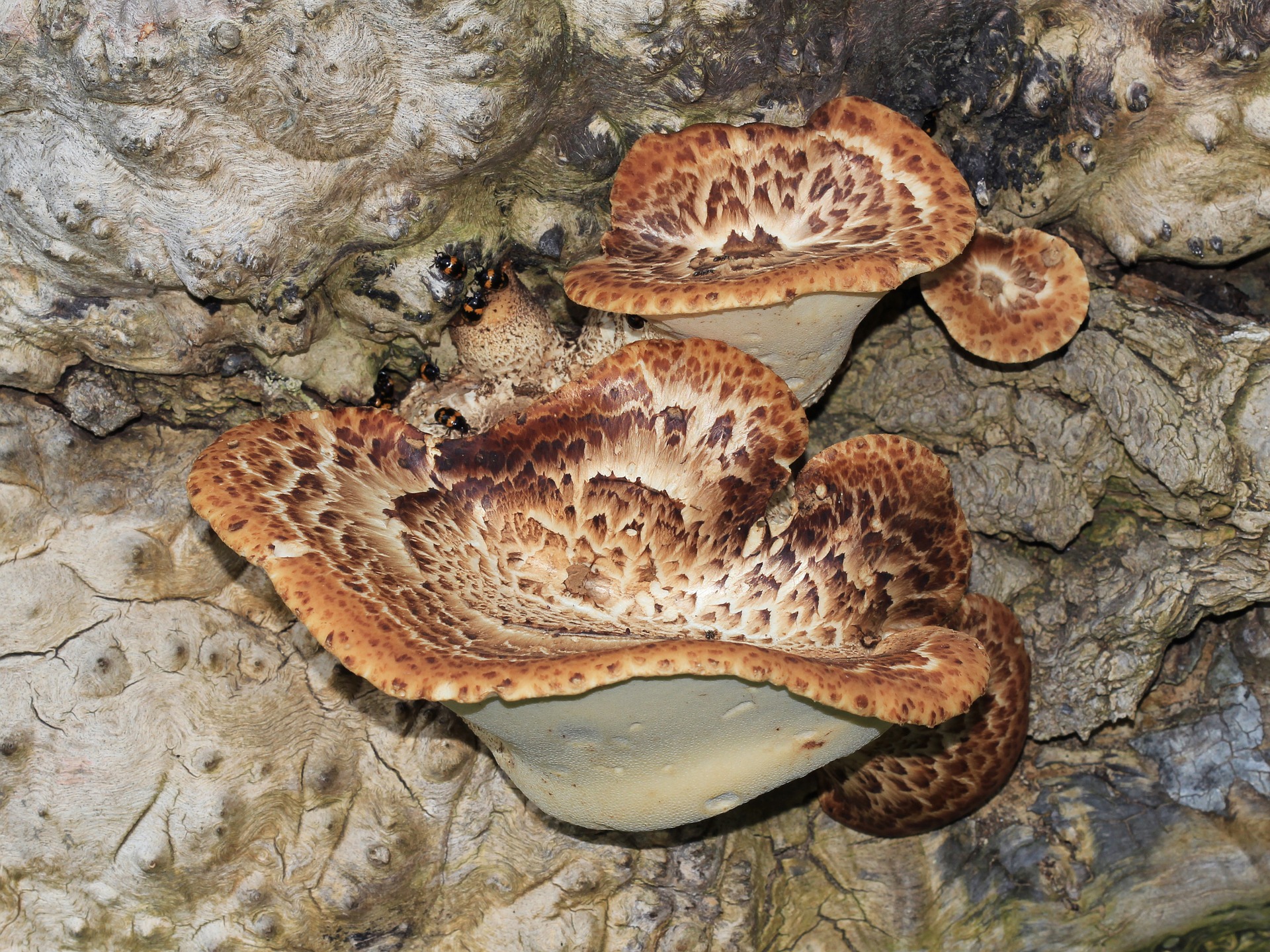 Dryad’s Saddle