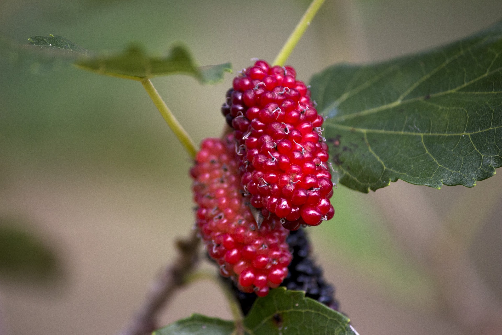 Red Mulberry