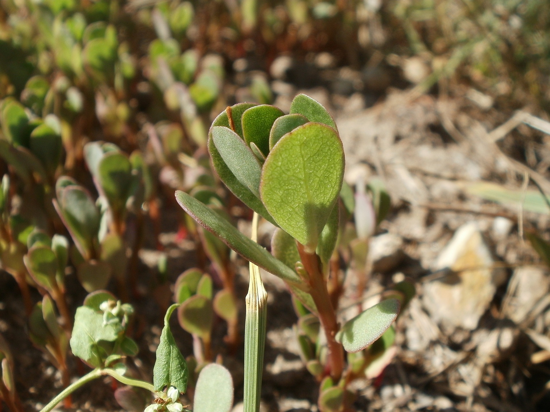 Purslane