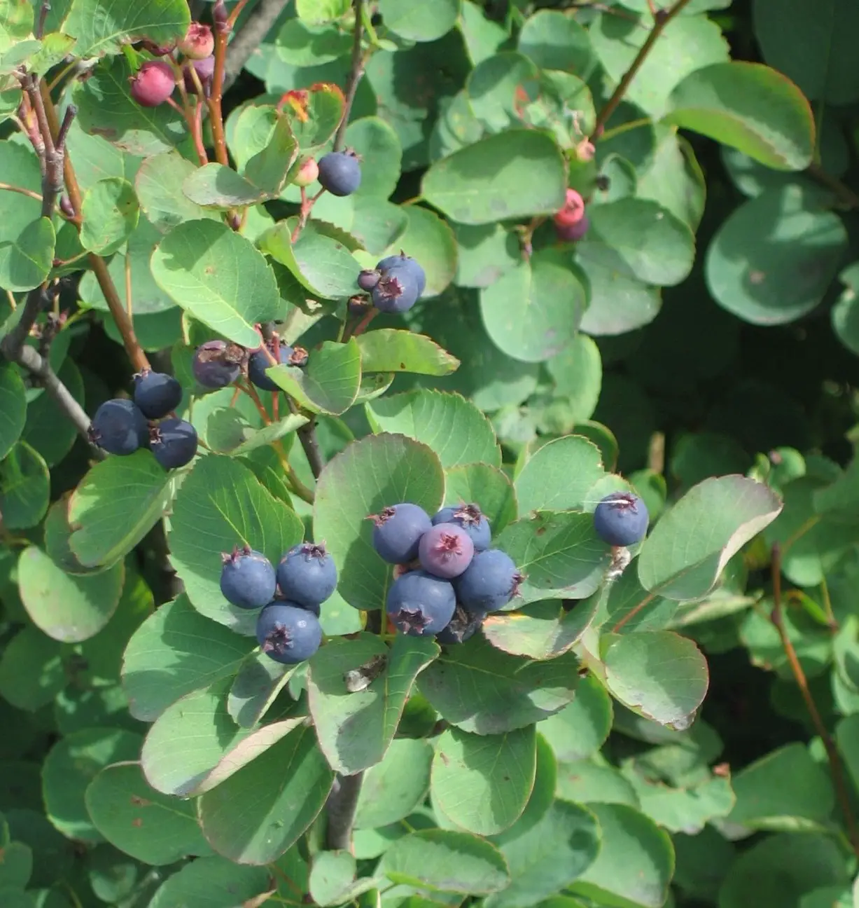 Juneberry / Saskatoon berry