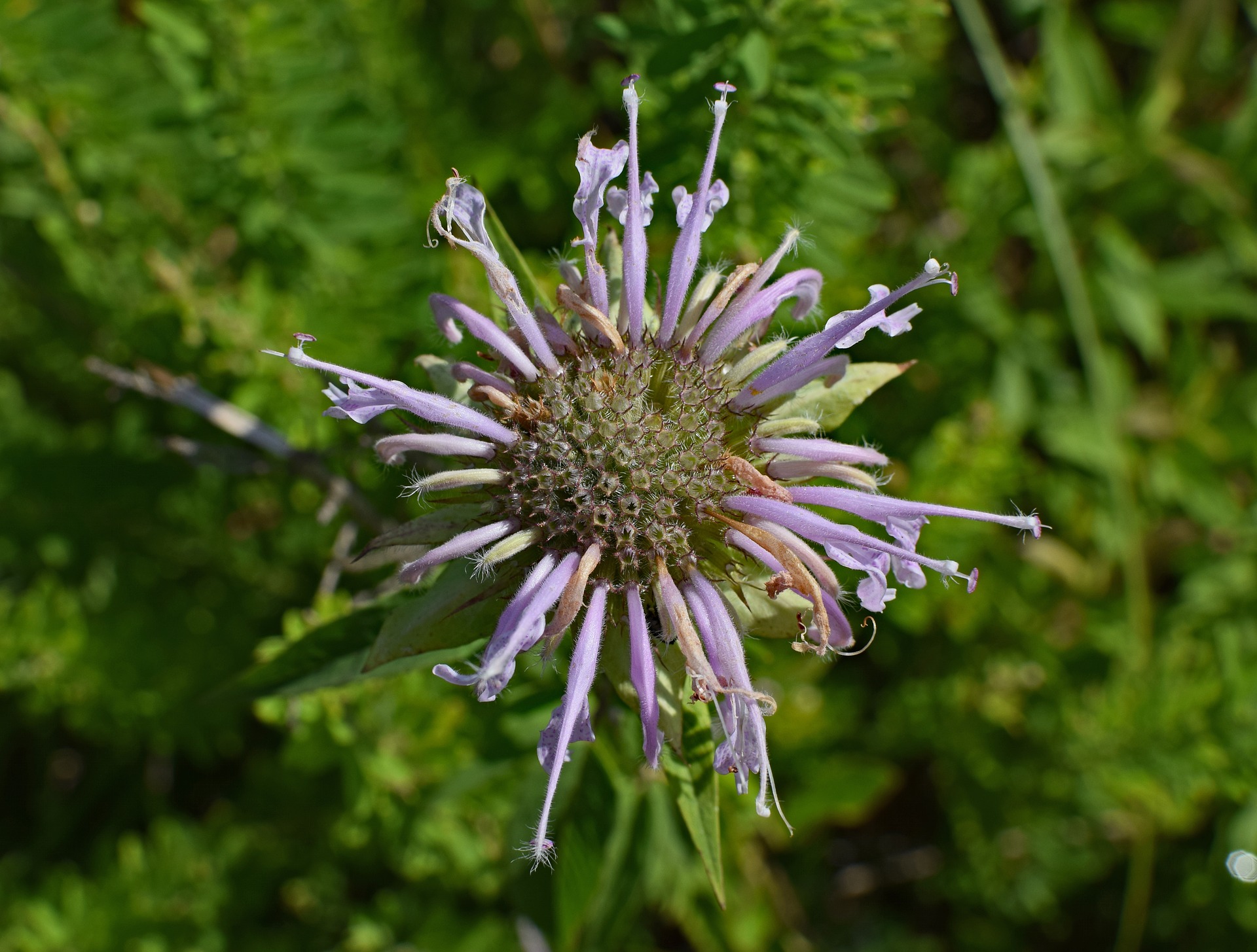 Wild Bergamot