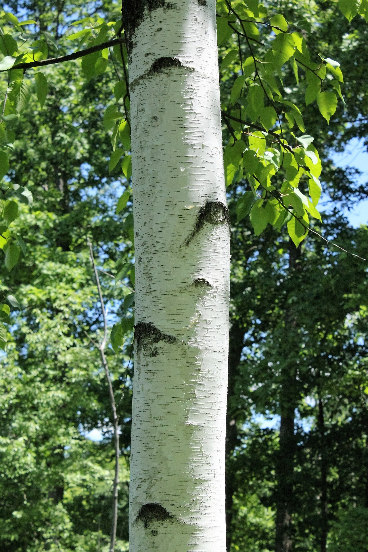 Our Identification Profile Of The Paper Birch Tree Gearweare net