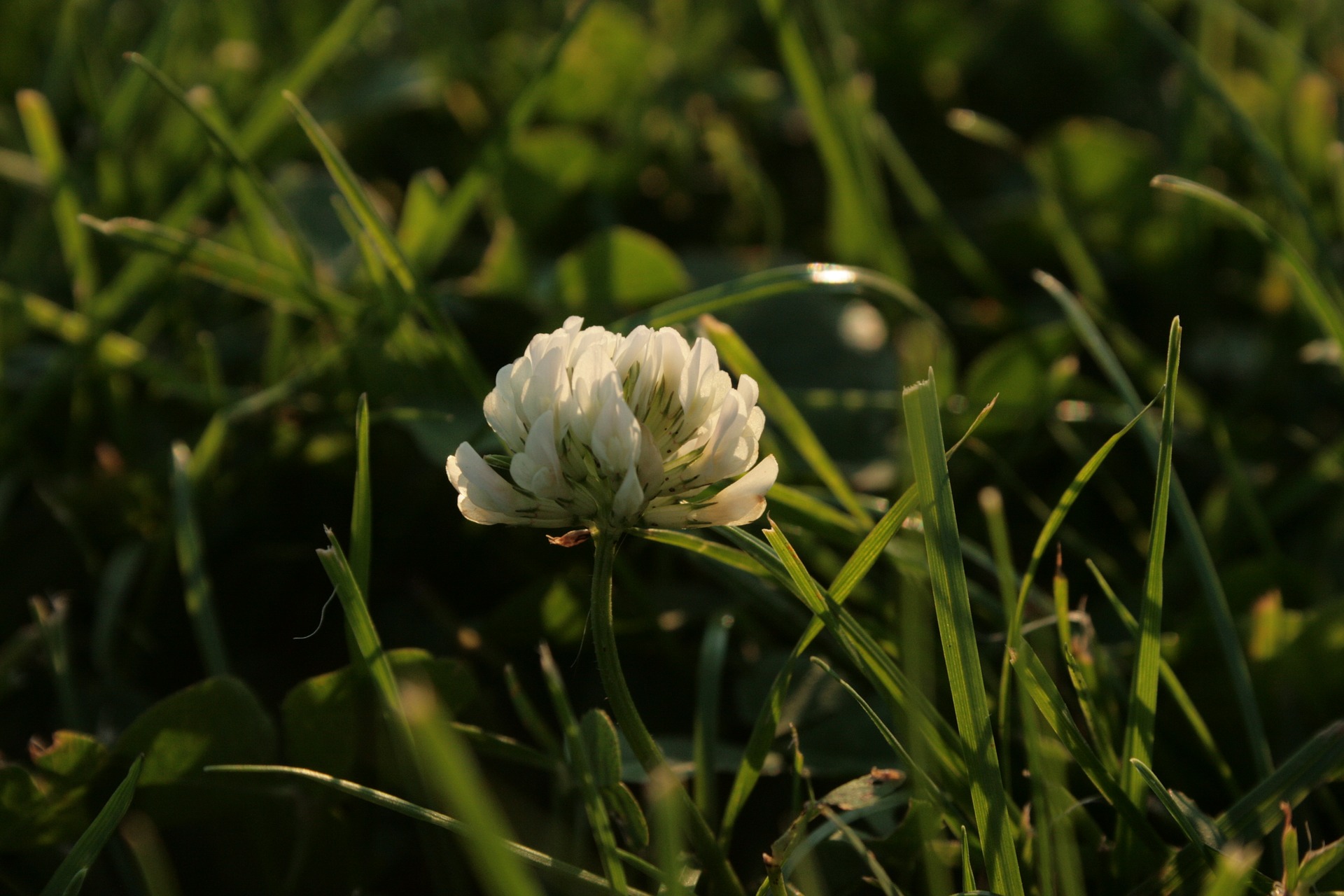 Клевер белый Trifolium repens