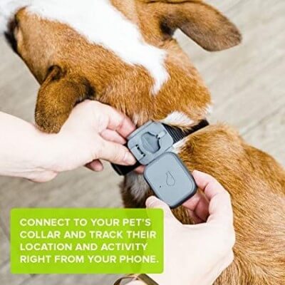 Whistle Go 3/Health & Location Tracker for Pets